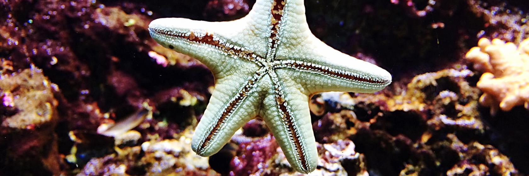 Acquario di Cattolica